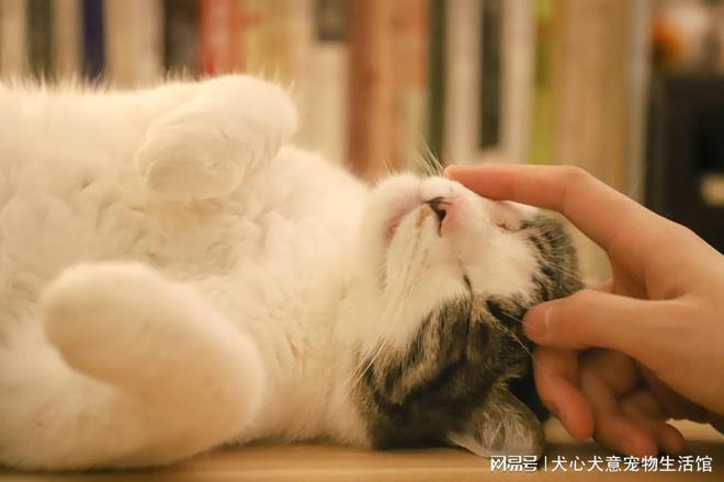 九游体育：文明养宠：共筑和谐人宠家园(图2)