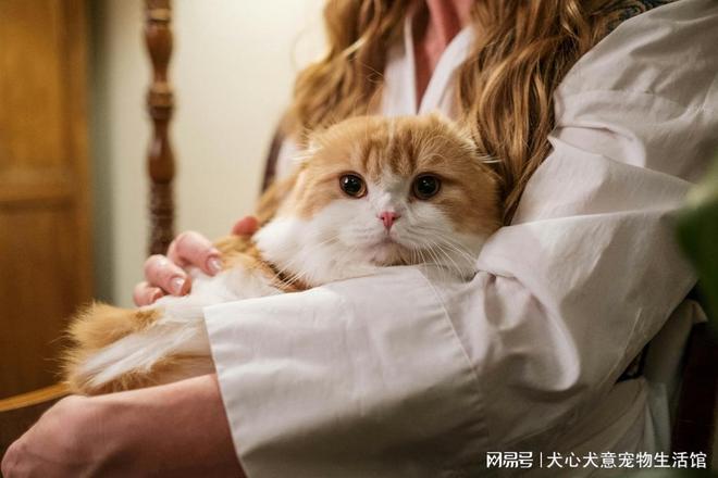 九游体育：文明养宠：共筑和谐人宠家园(图4)