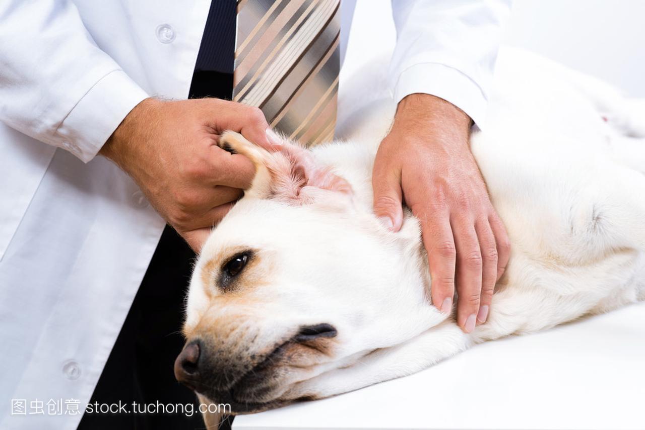 九游官网入口：科学养宠健康同行 新春佳节勃林格殷格翰让宠物友好触手可及(图1)