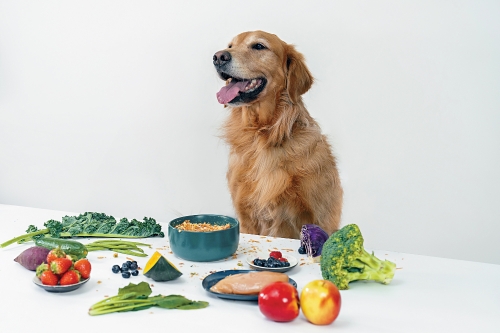 九游官网入口：量身打造专属狗粮专业营养师兽医把关Petsona让毛孩吃得安心又健康(图4)