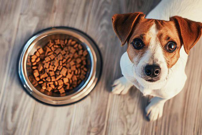 爆款揭秘！如何挑选营养全面的狗粮让狗狗健康又快乐？(图6)