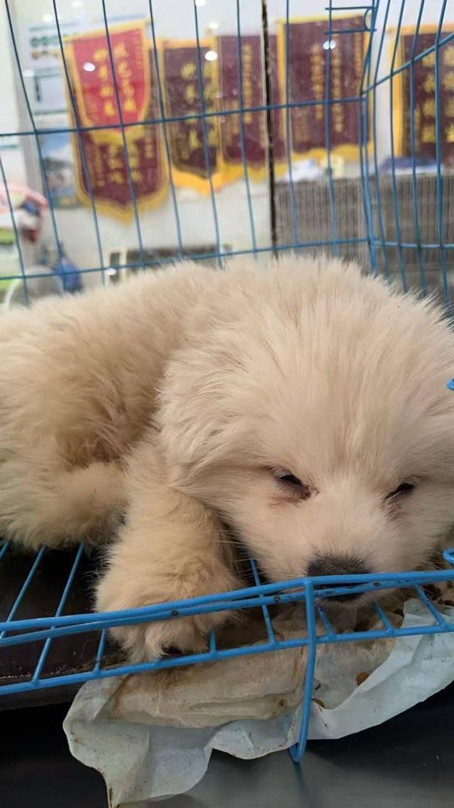 女子网购宠物遇陷阱！到货的“萌宠”是病狗且另买狗粮才“包活”(图4)