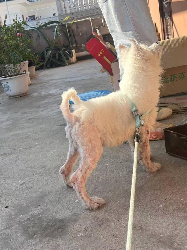 女子网购宠物遇陷阱！到货的“萌宠”是病狗且另买狗粮才“包活”(图9)