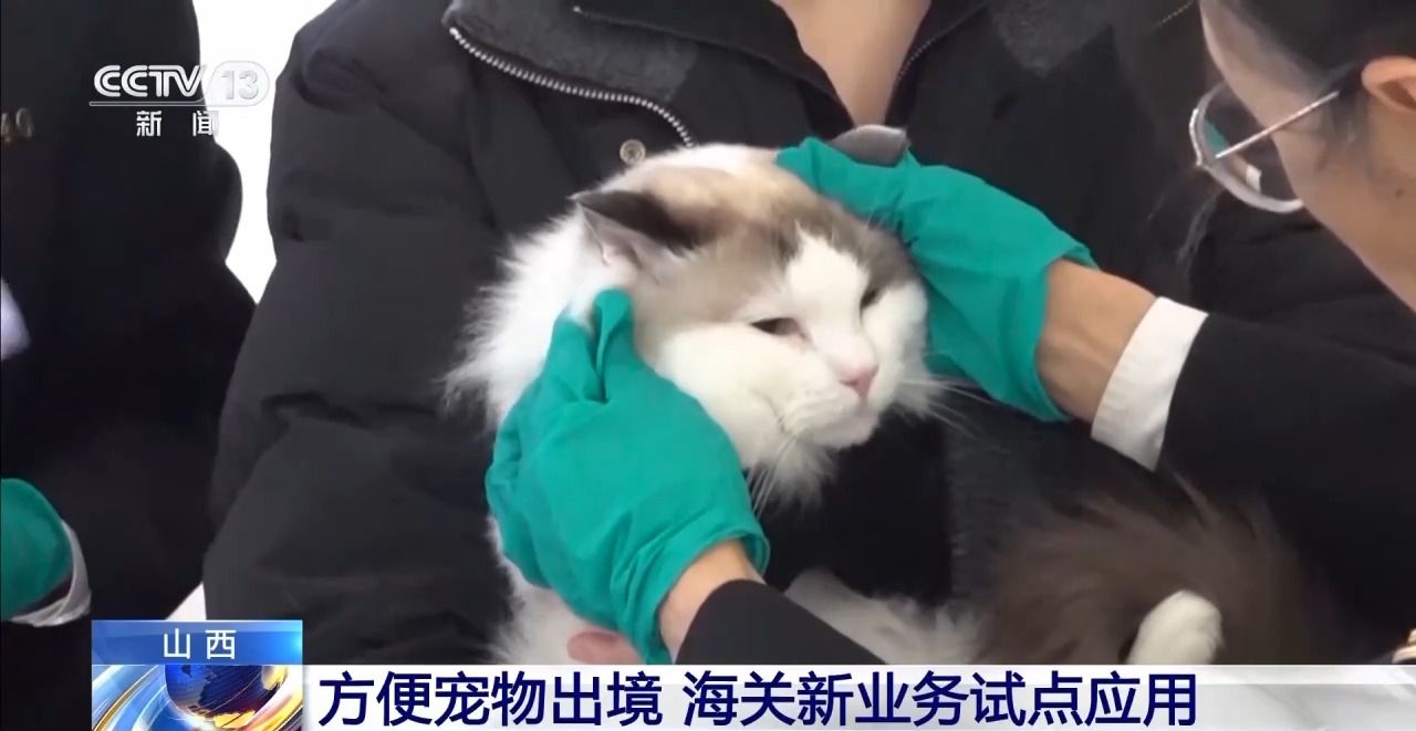 九游体育：“线上申报+线下健康检查”方便宠物出境 海关新业务试点应用(图4)