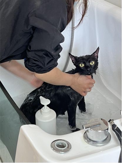 宠物过年记：寄养背后的爱与温暖(图2)