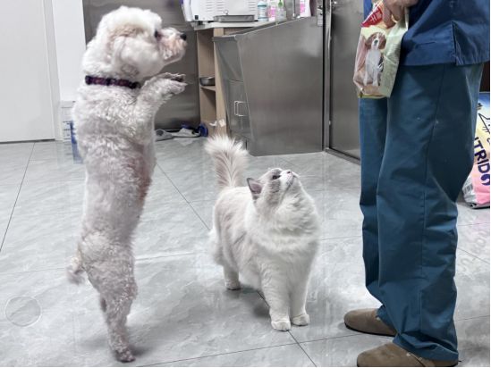 宠物过年记：寄养背后的爱与温暖(图4)