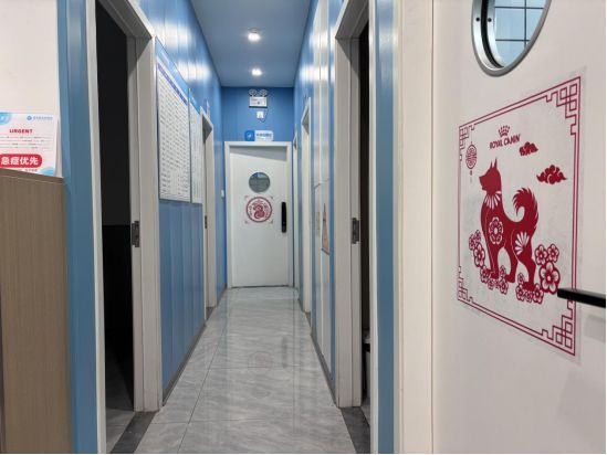 宠物过年记：寄养背后的爱与温暖(图6)