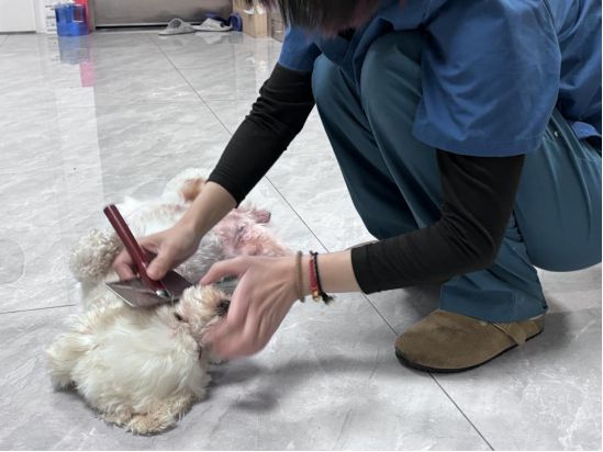 宠物过年记：寄养背后的爱与温暖(图8)