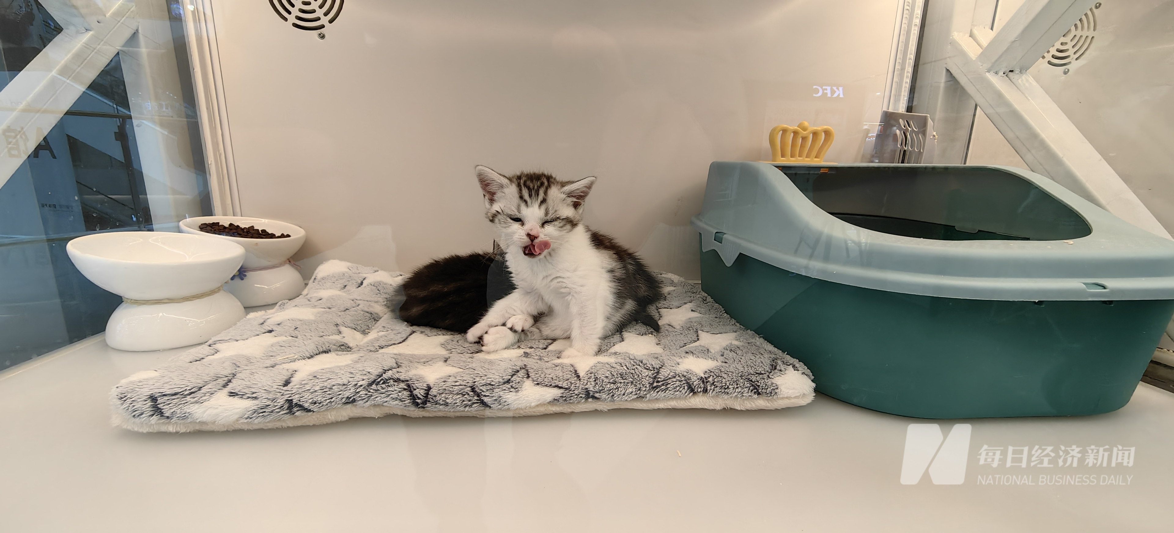 九游体育：“2025 宠物消费·智享未来报告”｜狗粮也加中药宠物从“吃饱”转型“吃好” 国产品牌崛起驱动万亿元市场(图5)