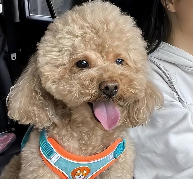 315后如何为泰迪精选优质狗粮？(图2)