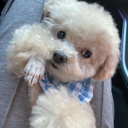 315后如何为泰迪精选优质狗粮？(图5)