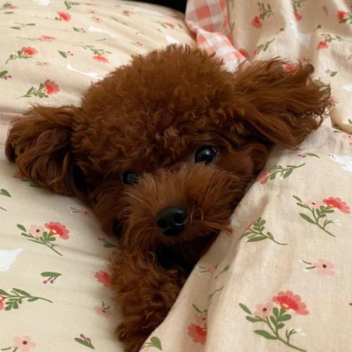 315后如何为泰迪精选优质狗粮？(图7)