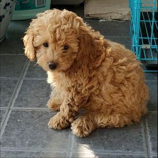 315后如何为泰迪精选优质狗粮？(图8)