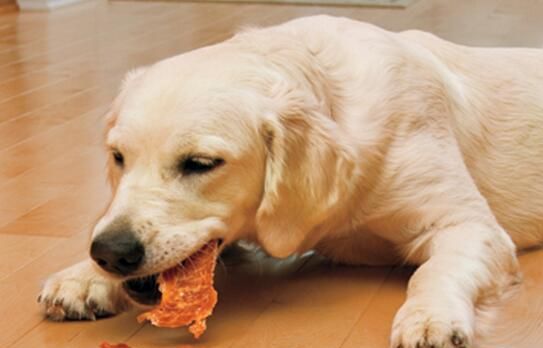 九游官网入口：除了巧克力、洋葱这些东西也千万不能给狗狗吃(图2)