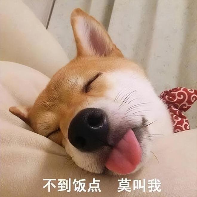 315曝光狗粮黑幕选好狗粮看准这7步！(图2)