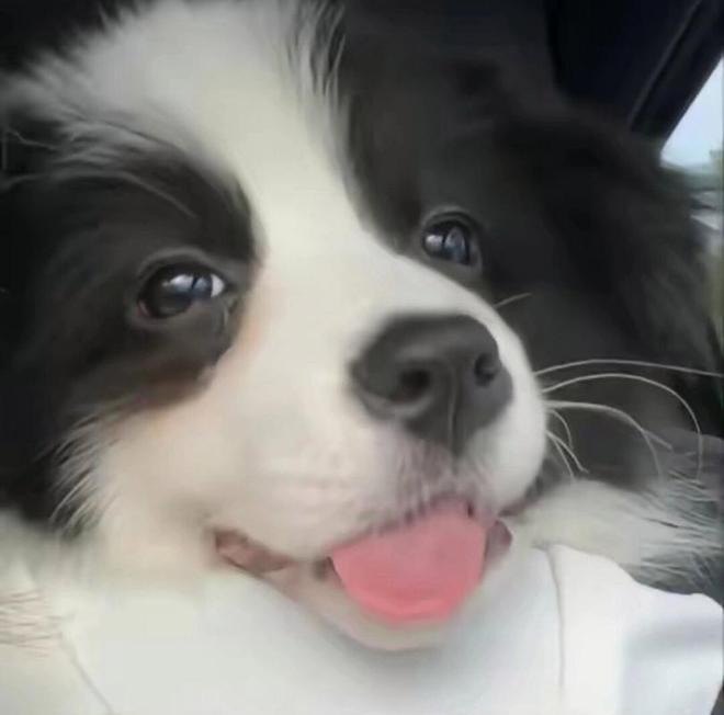 315曝光狗粮黑幕选好狗粮看准这7步！(图3)