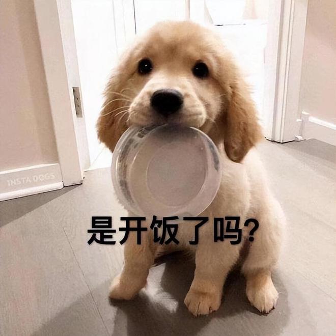 315曝光狗粮黑幕选好狗粮看准这7步！(图4)