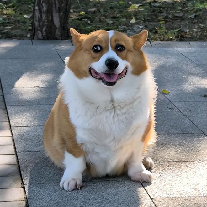 315曝光狗粮黑幕选好狗粮看准这7步！(图5)