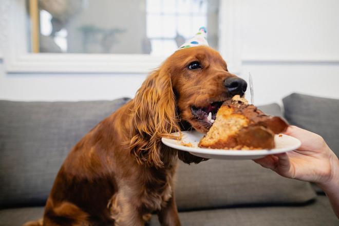 315曝光狗粮黑幕选好狗粮看准这7步！(图7)