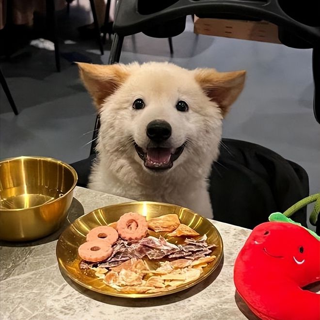 315曝光狗粮黑幕选好狗粮看准这7步！(图6)