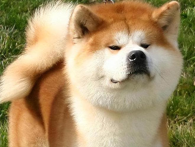 秋田犬吃什么狗粮好？1分钟学会选狗粮记得收藏！(图2)