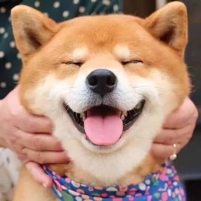 秋田犬吃什么狗粮好？1分钟学会选狗粮记得收藏！(图3)