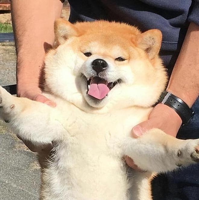 秋田犬吃什么狗粮好？1分钟学会选狗粮记得收藏！(图4)