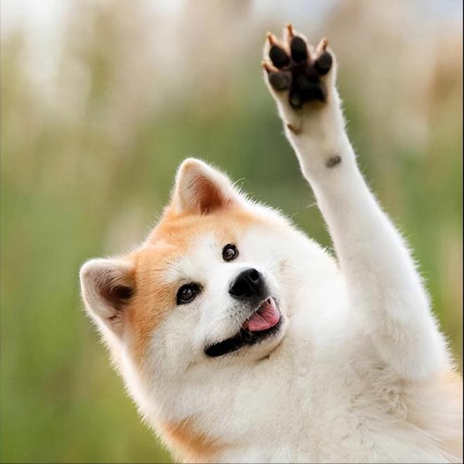 秋田犬吃什么狗粮好？1分钟学会选狗粮记得收藏！(图7)