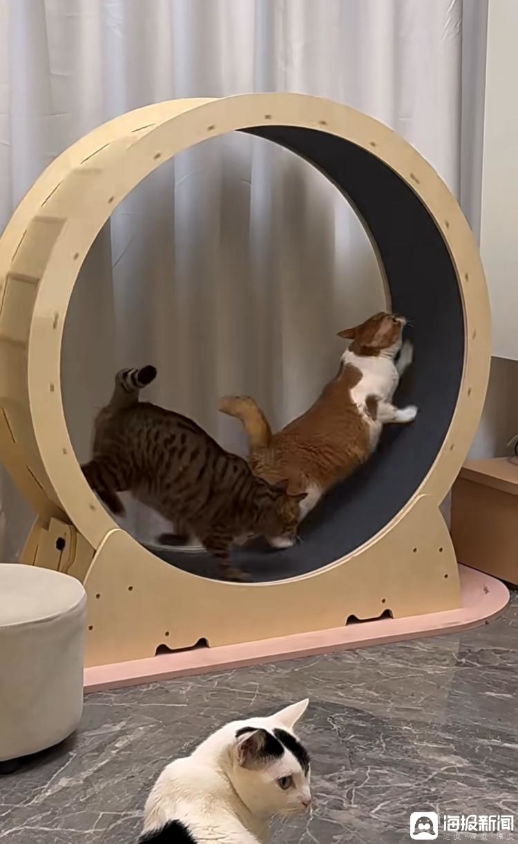 购买猫咪跑步机、心率仪让猫减肥 宠物细分市场经济蓬勃发展(图2)