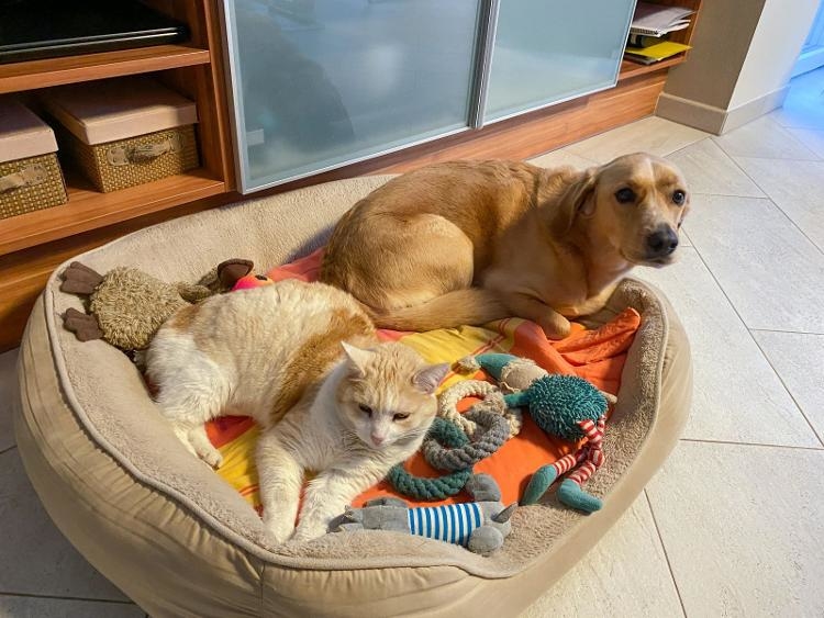 购买猫咪跑步机、心率仪让猫减肥 宠物细分市场经济蓬勃发展(图3)