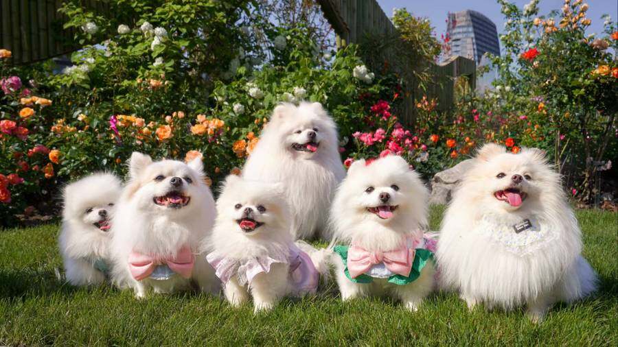 “宠物版的盒马鲜生”走俏超市单日最高营业额破10万(图5)