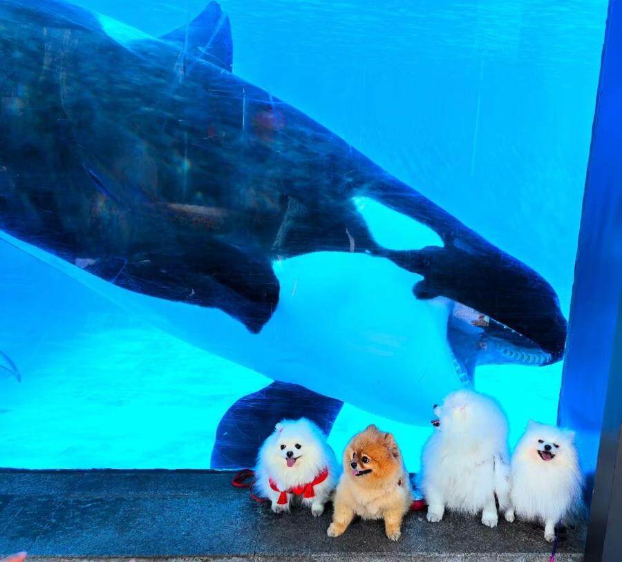 “宠物版的盒马鲜生”走俏超市单日最高营业额破10万(图8)