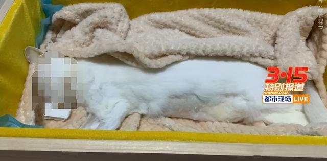 揭线上宠物医疗无证行医乱象 宠物医疗背后的黑幕_中华网(图4)