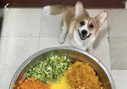 九游官网入口：只需1小时铲屎官就可以给自家狗狗做的狗粮营养又美味！(图2)