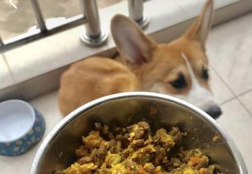 九游官网入口：只需1小时铲屎官就可以给自家狗狗做的狗粮营养又美味！(图5)