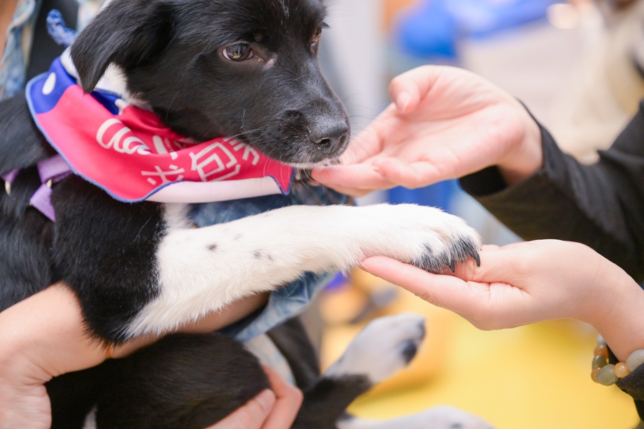 戴森发布中国养宠家庭健康清洁电器白皮书 助力构建健康舒适的“宠爱家”(图5)