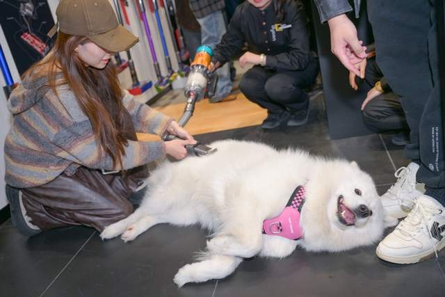 戴森发布《中国养宠家庭健康清洁电器白皮书(图4)