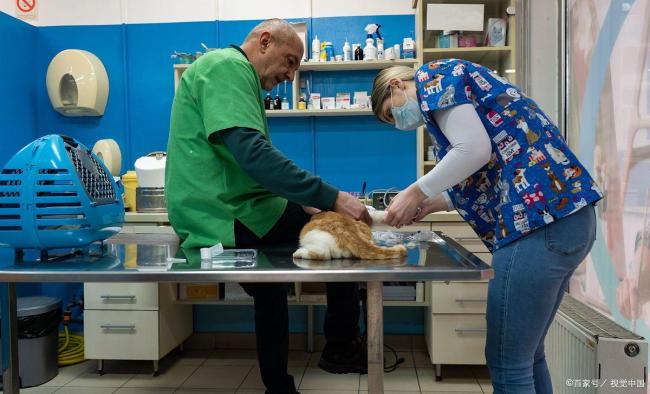 九游app：猫咪做绝育被摘脾脏 宠物医疗安全引担忧(图2)