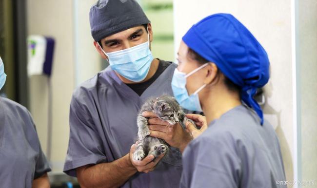 九游app：猫咪做绝育被摘脾脏 宠物医疗安全引担忧(图3)