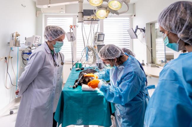 九游app：猫咪做绝育被摘脾脏 宠物医疗安全引担忧(图4)