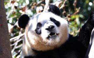 警惕公益领养背后的黑生意经(图2)