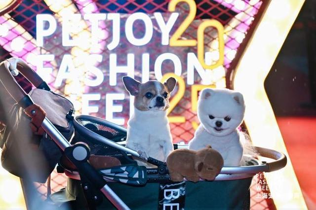 九游app：“养儿式”养宠成年轻人消费趋势宠物时装周上 年轻人把宠物“当娃养”(图8)