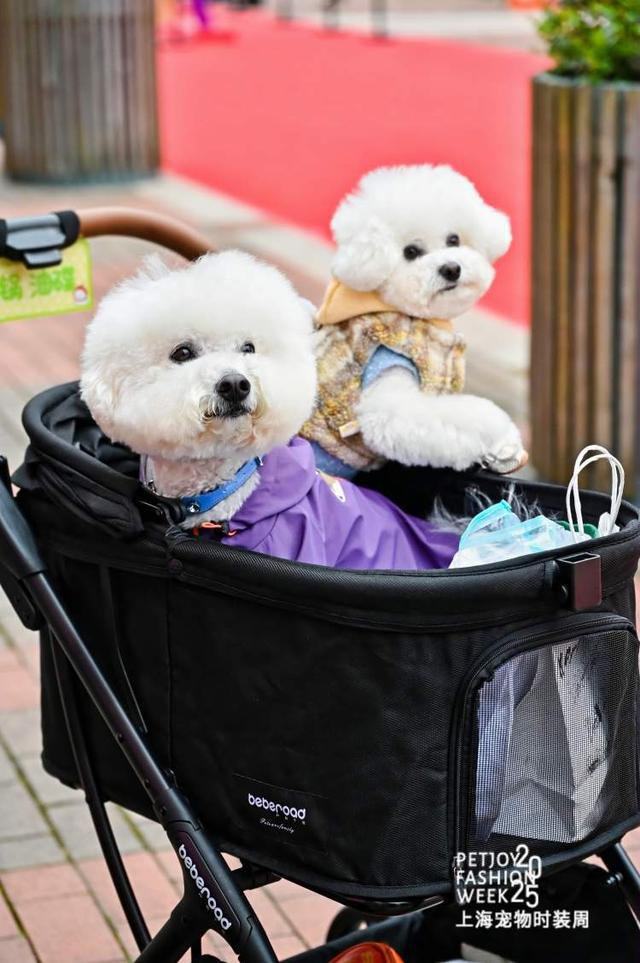 九游app：“养儿式”养宠成年轻人消费趋势宠物时装周上 年轻人把宠物“当娃养”(图3)