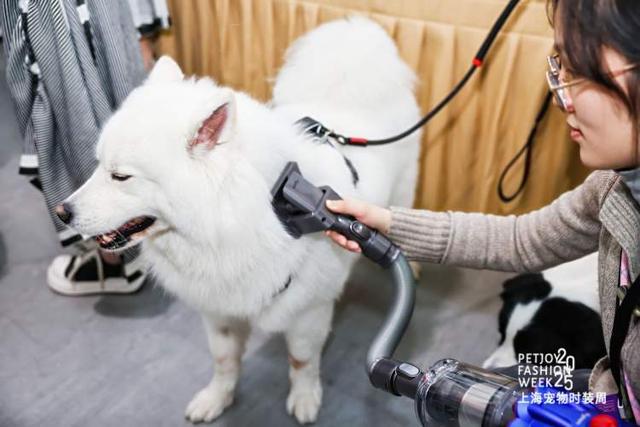 九游app：“养儿式”养宠成年轻人消费趋势宠物时装周上 年轻人把宠物“当娃养”(图9)