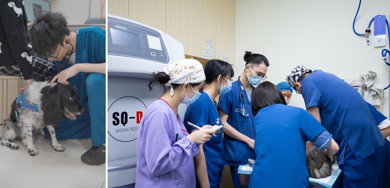 新瑞鹏集团引领宠物心脏专科技术革新：成功实施高难度犬心脏介入手术为爱宠带来新生希望(图4)