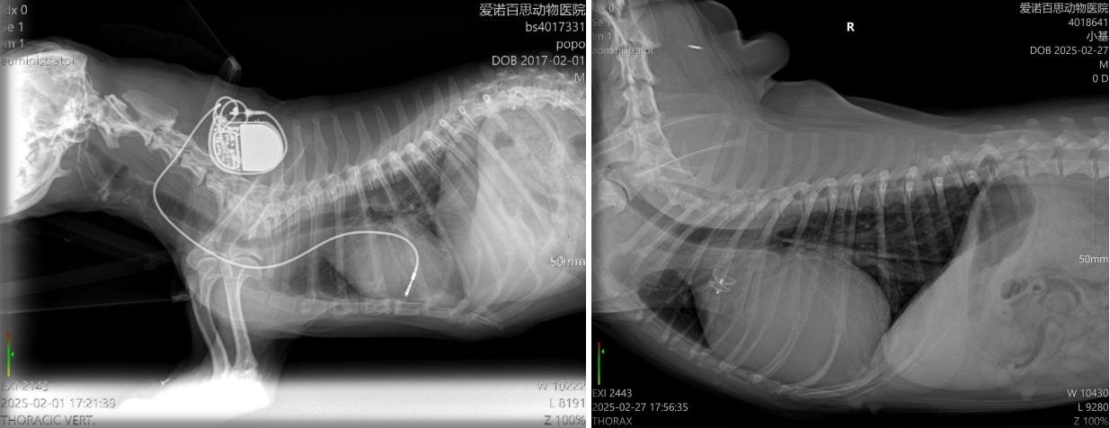 新瑞鹏集团引领宠物心脏专科技术革新：成功实施高难度犬心脏介入手术为爱宠带来新生希望(图3)