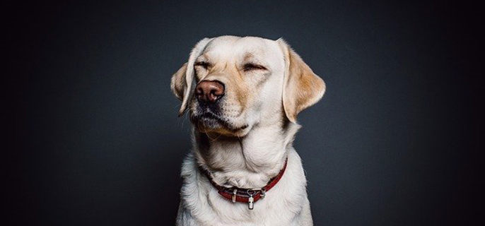 九游官网入口：什么样的狗粮好 犬粮是很重要营养均衡最健康(图3)