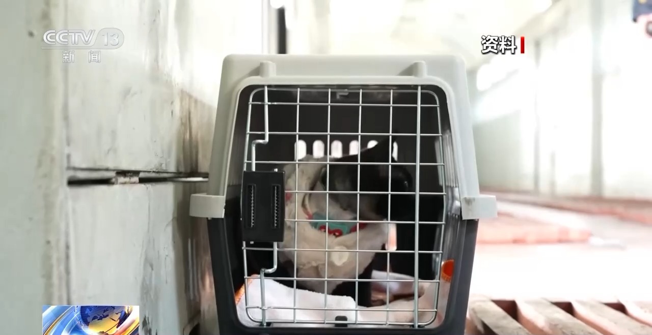 九游app：高铁宠物托运服务上线 环境如何？花费多少？你关心的都在这→(图2)