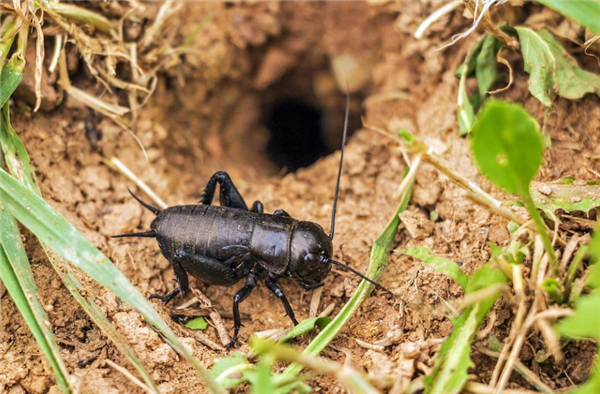 欧盟批准面包虫粉末放入面包！此前还将蟋蟀粉加入食物(图3)
