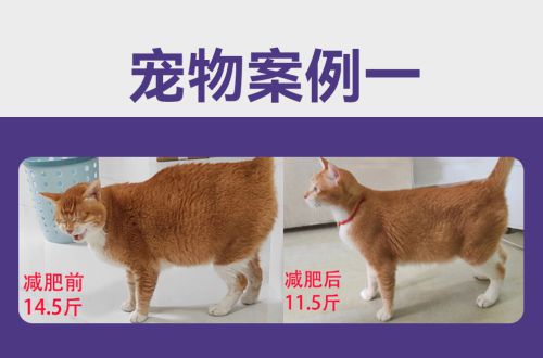 打破“盲目喂养”怪圈益顿用科学守护每只猫咪的健康密码(图2)